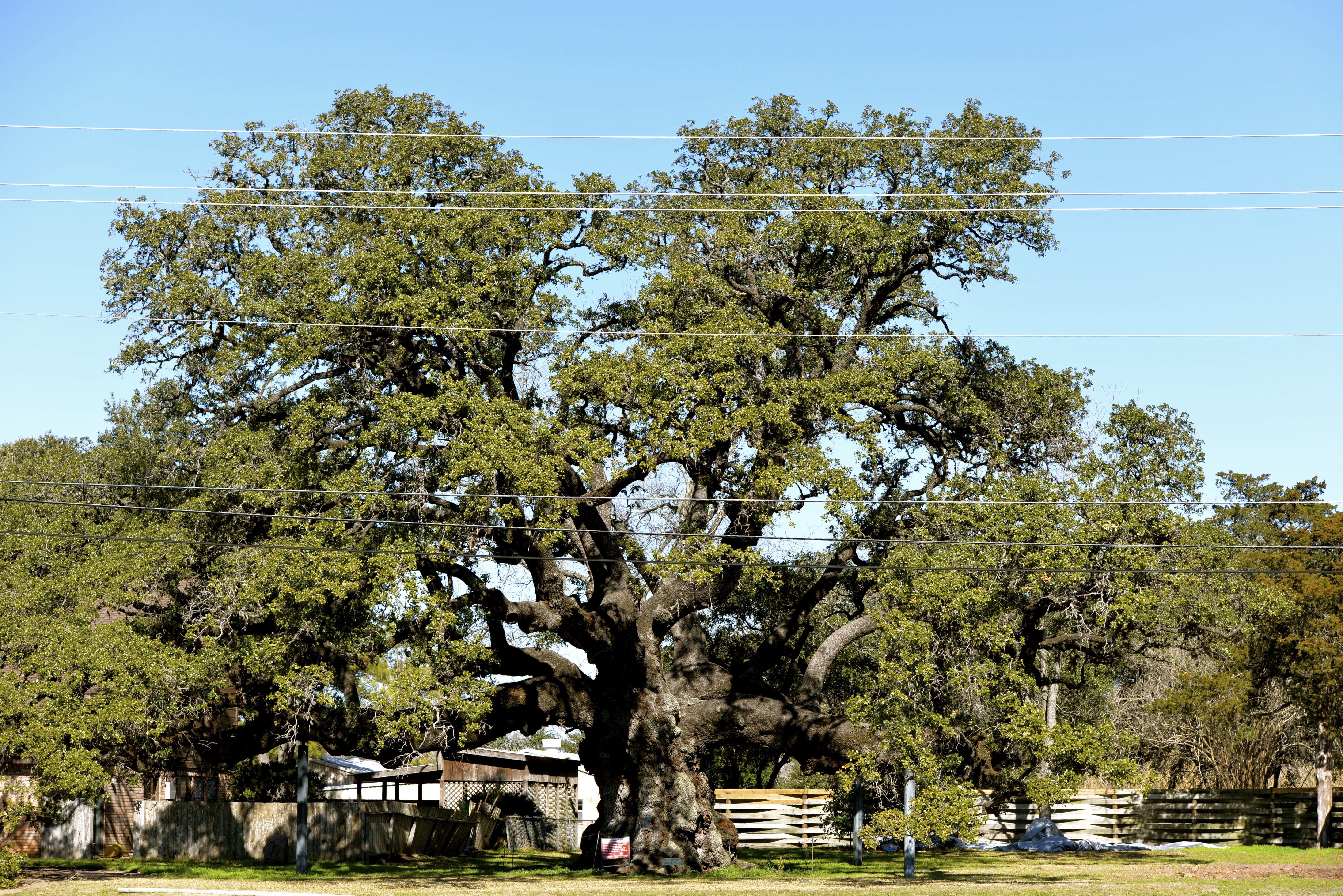 Columbus Live Oak-Recent